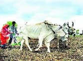 Three and a half acres, Help sum of 15 rupees